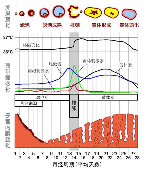 如何计算三个月经周期