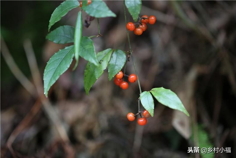 广东附子种植有限公司，引领附子产业的先锋