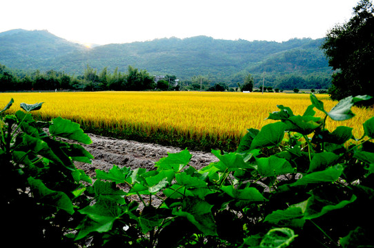 广东省田园风景，自然之美的绽放